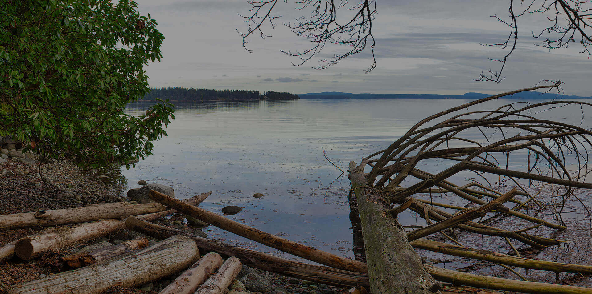 View o the water from a driftwood covered beach