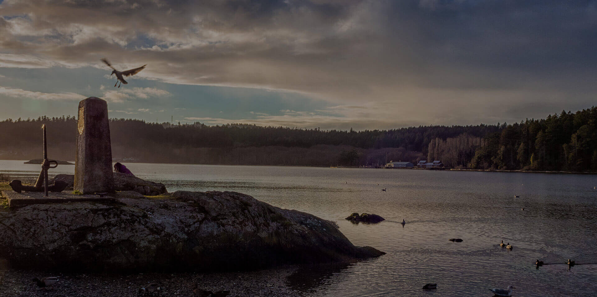Birds along a rocky point
